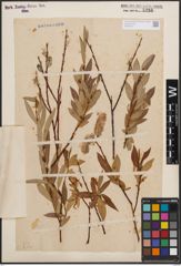 Foto von Salix daphnoides Vill.